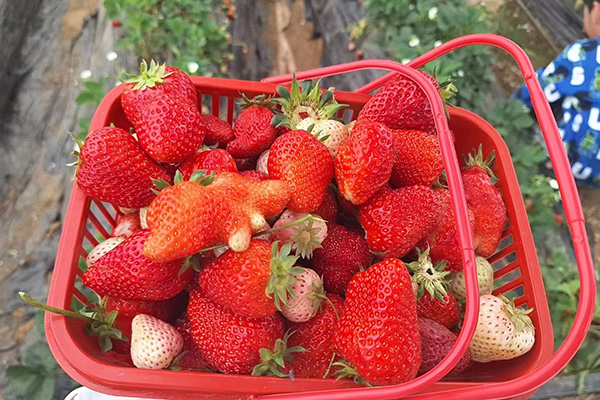 Ang masayang araw ng Qingdao Star Machine sa Strawberry Fields